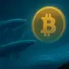 bitcoin whales 20k btc market rally bullish